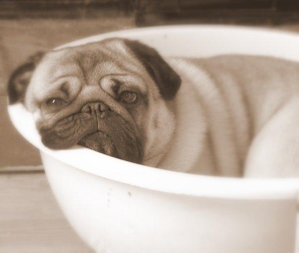 Bowl full of Pug Photograph by Tanya Stringer - Pixels