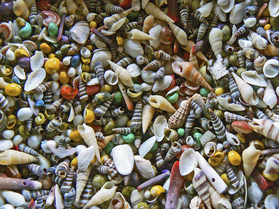 Box of Sea Shells Photograph by Pamela Patch