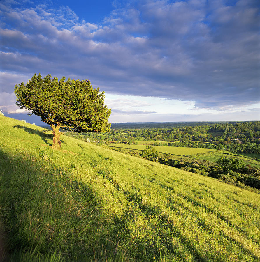 Box Tree On Box Hill, Surrey Hills, North Downs, Dorking, Surrey