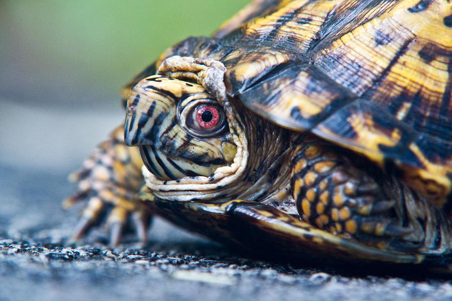 Box Turtle 1 Photograph by Douglas Barnett - Fine Art America