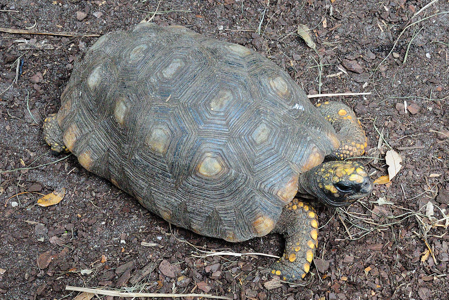 Box Turtle Photograph by Ernst Schwarz | Fine Art America