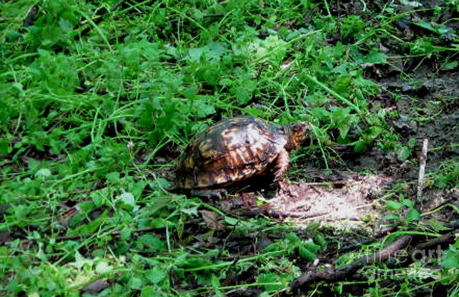 Turtle Photograph - Box Turtle  by The Kepharts 