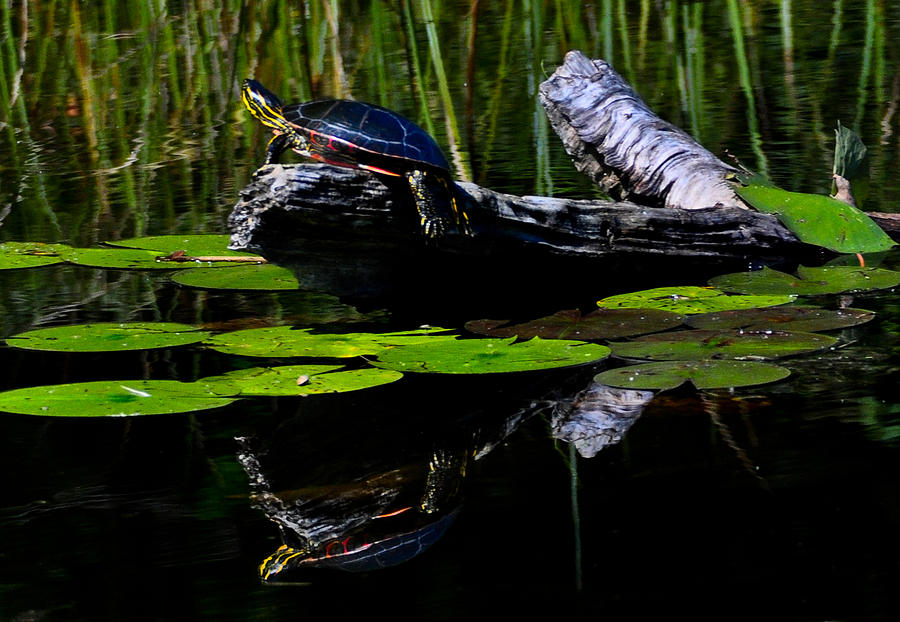 Box Turtle Photograph by Joe Thul - Fine Art America