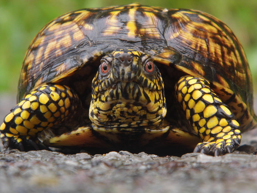 Box Turtle Photograph By Matt Williams - Fine Art America