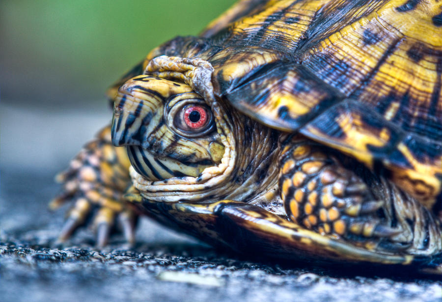 Box Turtle Up Close and Personal Photograph by Douglas Barnett