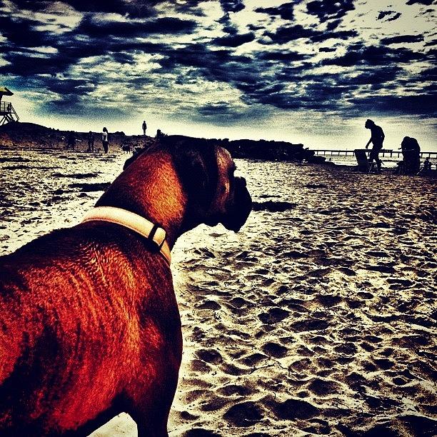 Beach Photograph - #boxer #boxerdog #dog #doggo #perro by Eva Martinez
