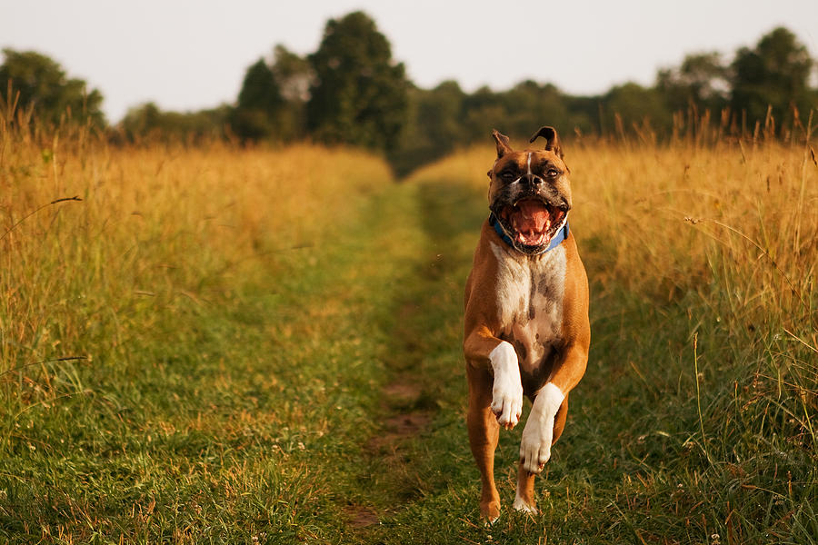 Are Boxers Good Dogs To Run With