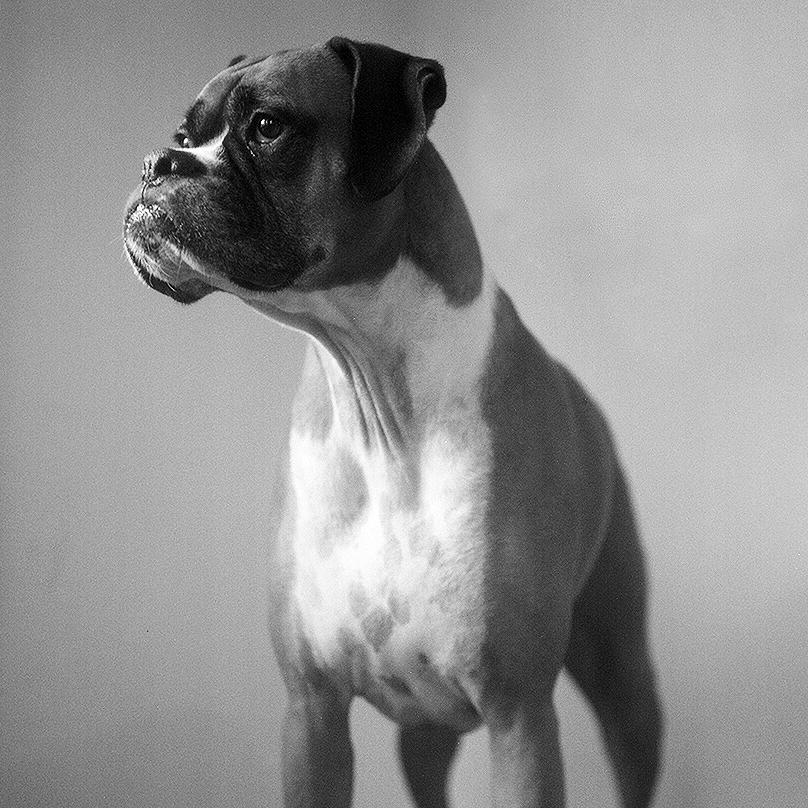 black and white boxador