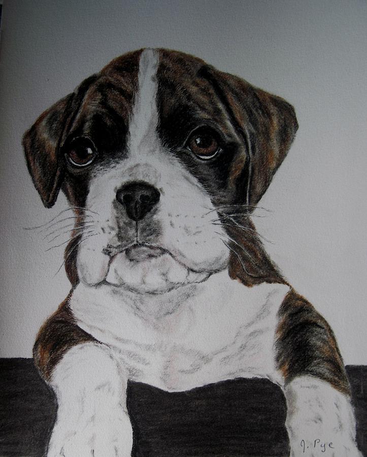 Dog Drawing - Boxer Pup by Joan Pye