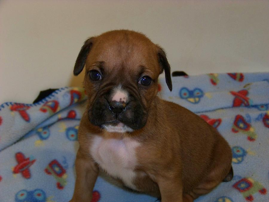 Boxer Puppy Photograph by Amanda Compton - Fine Art America