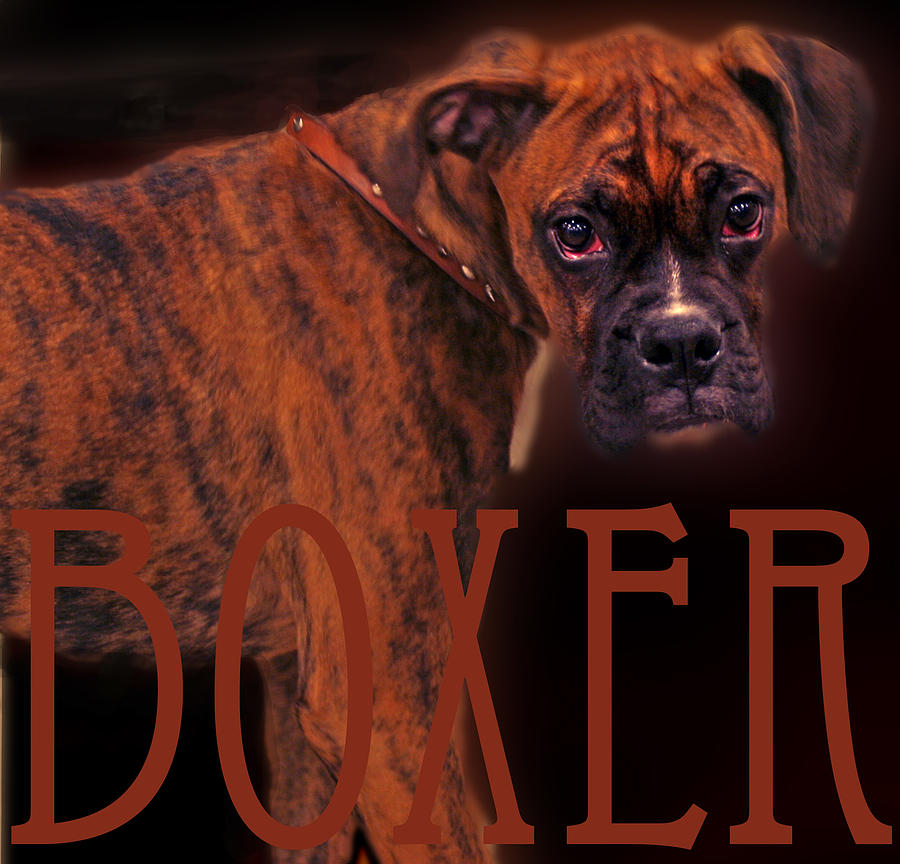 Dog Photograph - Boxer by RjScheurer