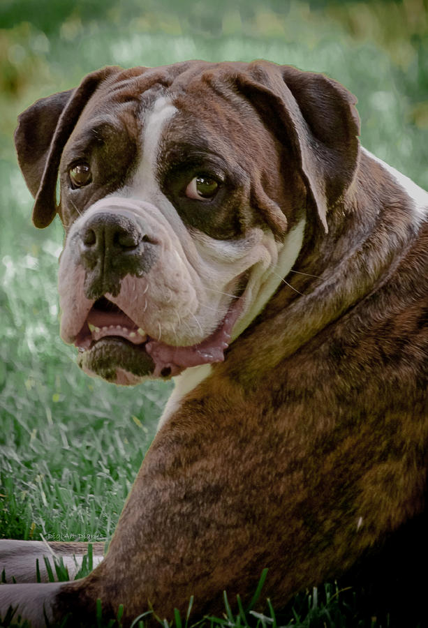 Nature Photograph - Boxer Smiles by DigiArt Diaries by Vicky B Fuller