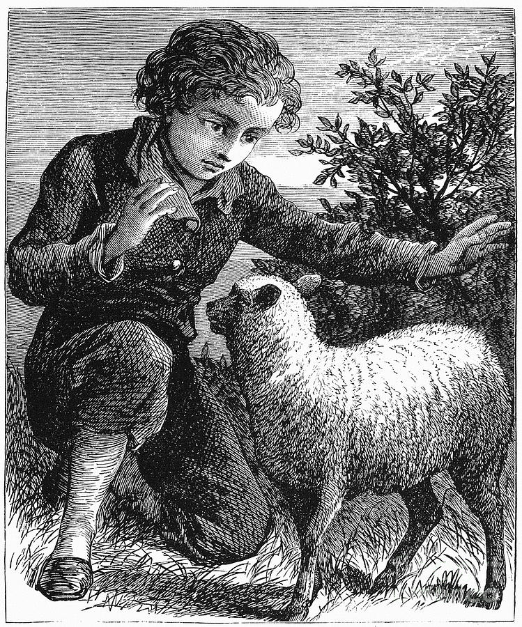 Sheep Photograph - BOY AND LAMB, 19th CENTURY by Granger