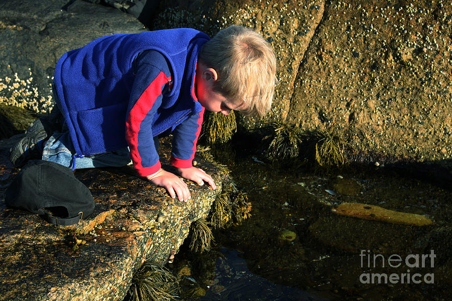 Boy Explores A Tidal Pool Photograph by Ted Kinsman