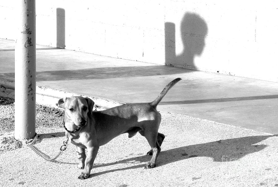 Boy Meets Dog Photograph by Joe Pratt