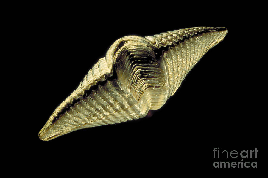 Brachiopod Fossil Photograph by Ted Kinsman