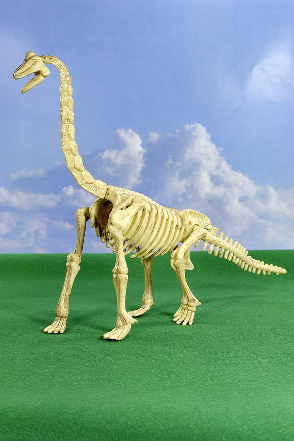 Prehistoric Photograph - Brachiosaurus Dinosaur Skeleton by Friedrich Saurer