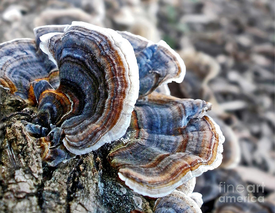 Bracket Fungi - Fungus Photograph by Kaye Menner