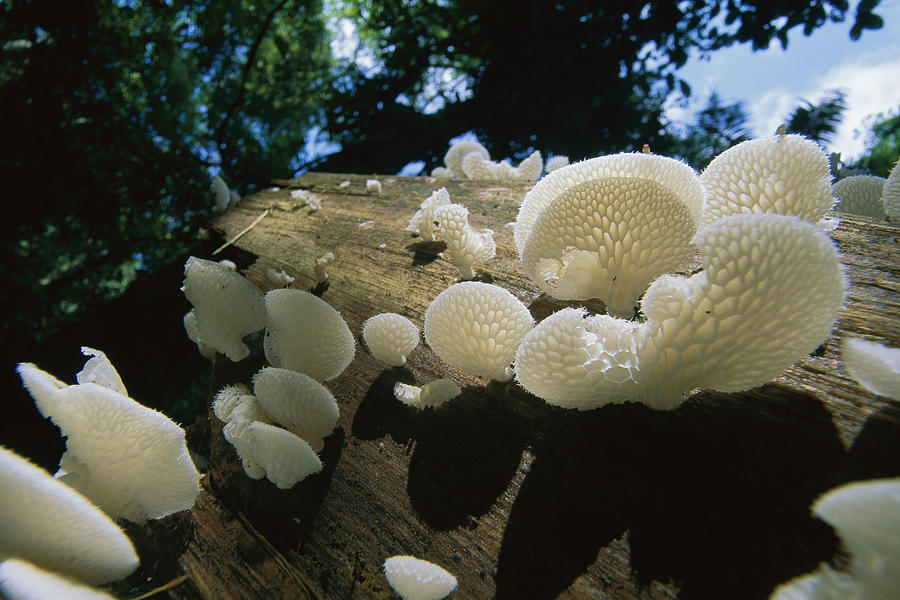 Bracket Fungus Favolus Brasiliensis Photograph by Christian Ziegler