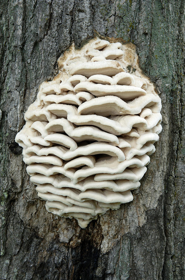 Mushroom Photograph - Bracket Fungus by Lawrence Lawry