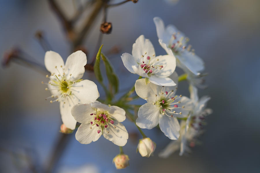 Bradford or Callery Spring Flowering Pear Tree -Pyrus calleryiana  Photograph by Kathy Clark