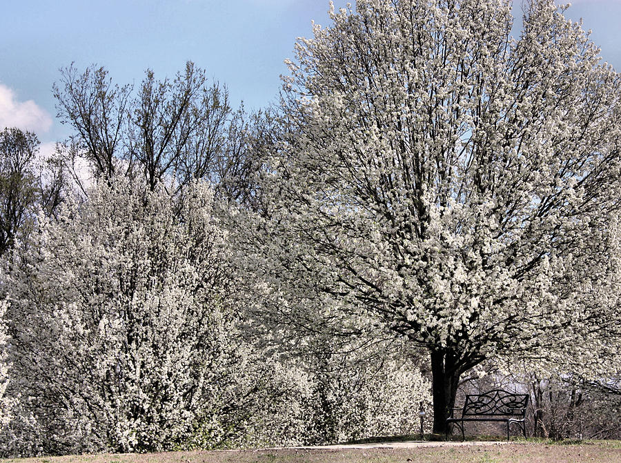 Bradford Pears and a Bench Photograph by Kristin Elmquist