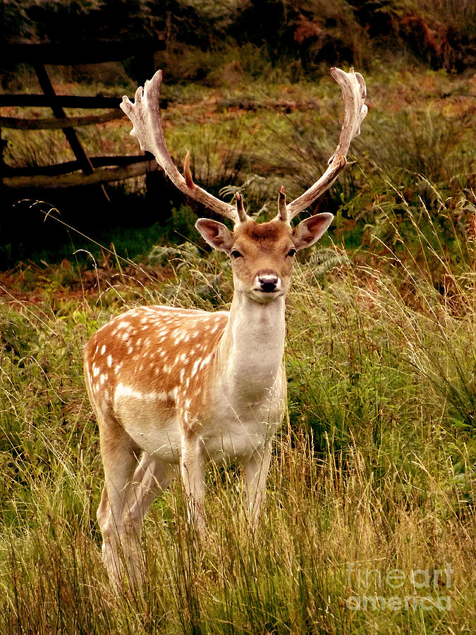 Wildlife Fallow Deer Stag Photograph by Linsey Williams