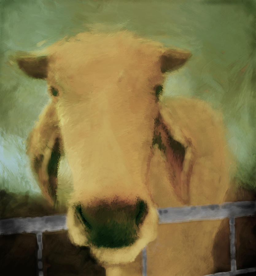 Brahma Cow Greeting Digital Art by Ann Powell