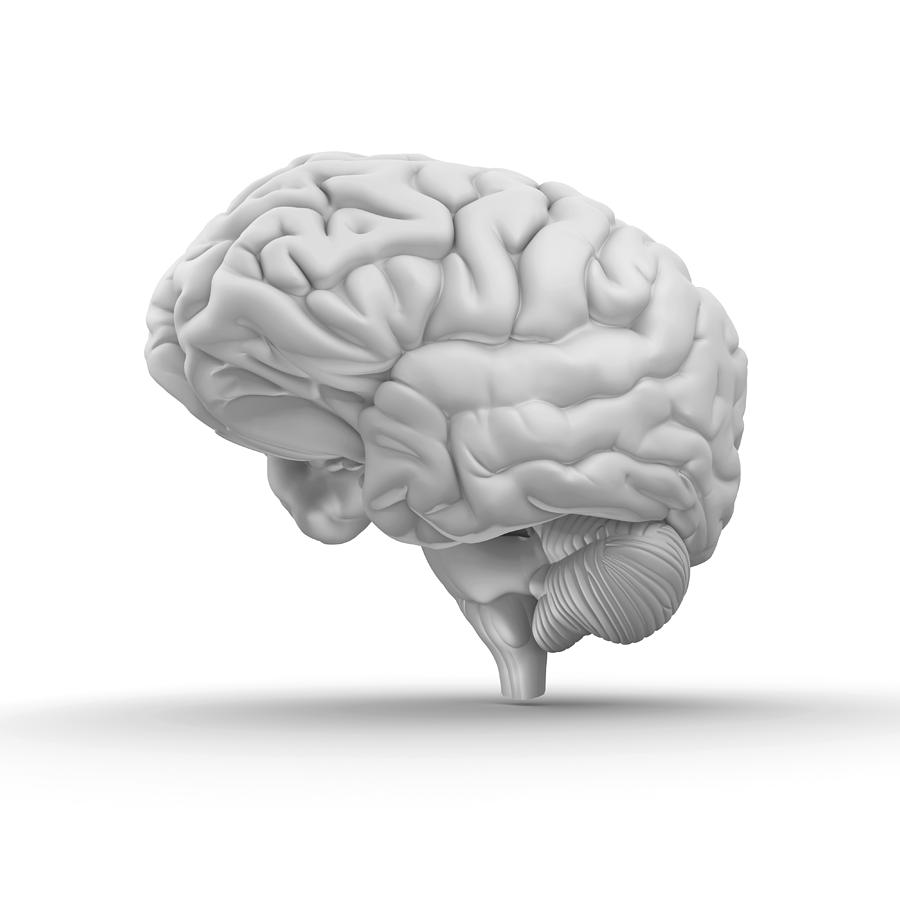 Brain, Artwork by Alfred Pasieka / Science Photo Library
