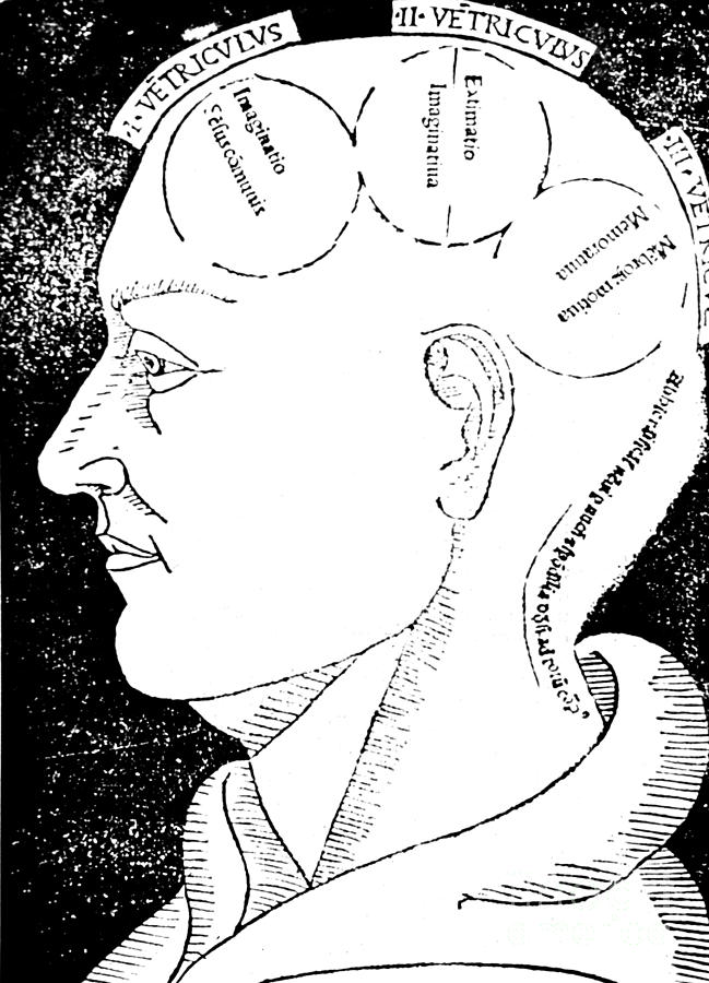 Brain Functions, Albertus Magnus Woodcut Photograph by Science Source