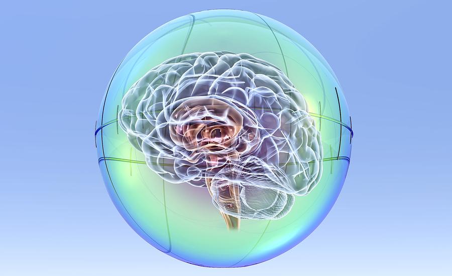 Anatomy Photograph - Brain In Sphere,computer Artwork by Pasieka