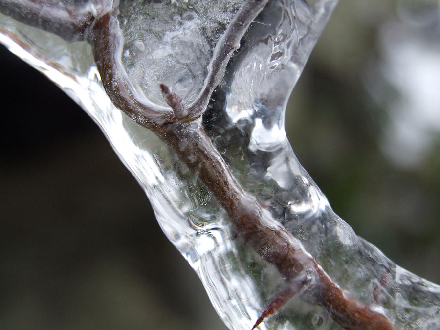Branch In Ice Photograph by Mark Alan Perry