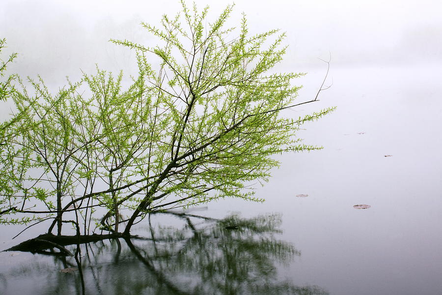 Branch in Water Photograph by Amanda Kiplinger - Fine Art America