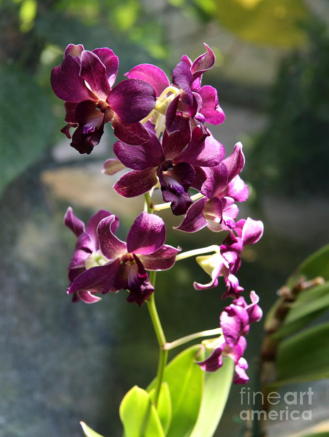 Branch Of Orchids Photograph by Christiane Schulze Art And Photography