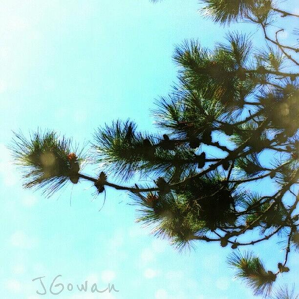 Nature Photograph - #branches #branch #needles #pinetree by Jess Gowan