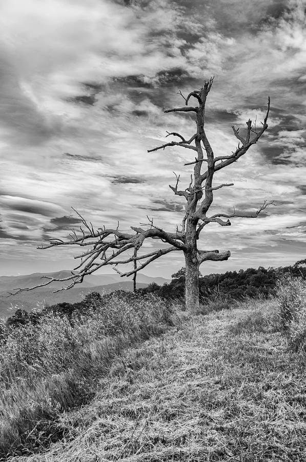 Branches Photograph by Guy Whiteley