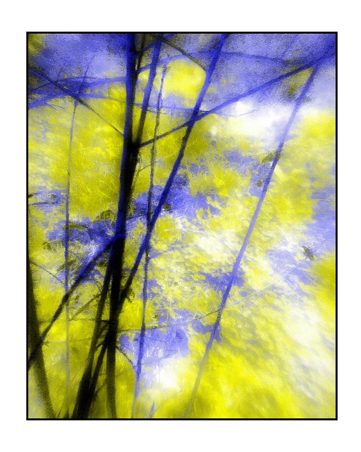 Branches in Blue and Yellow Photograph by Judi Bagwell