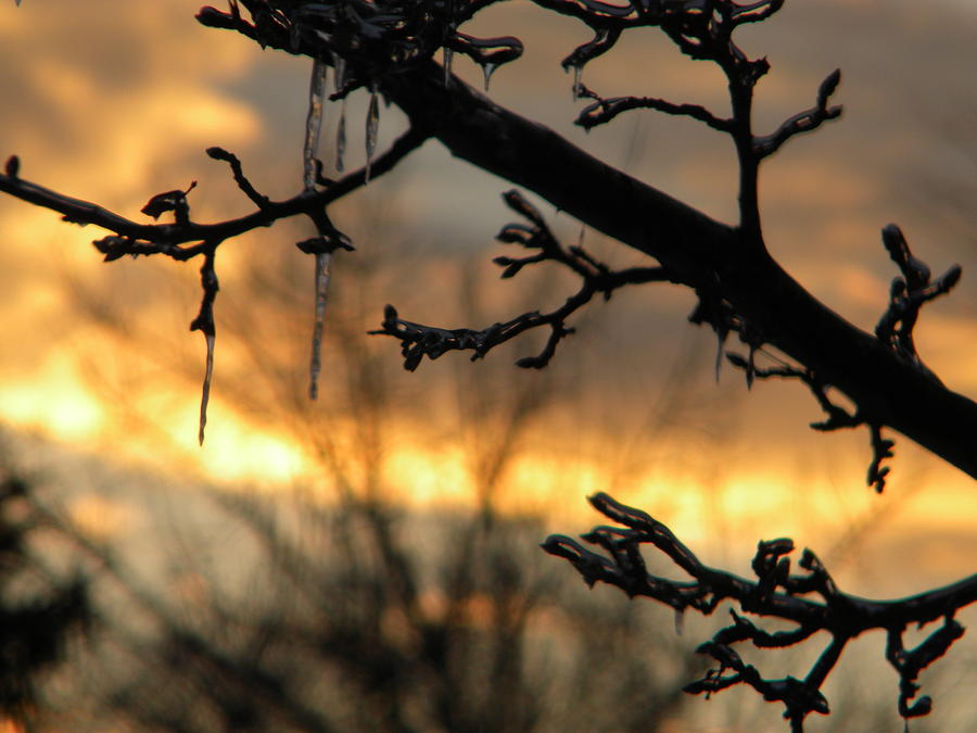 Sunset Photograph - Branches in January by Helen ONeal Sunset Photograph - Branches in January by Helen ONeal