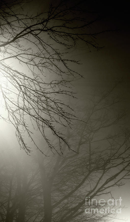 Tree Photograph - Branches in the Fog by Susan Isakson