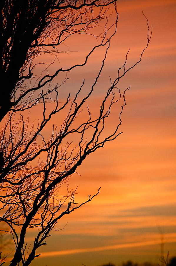 Branches Meandering Through the Sunset Photograph by Mary McAvoy