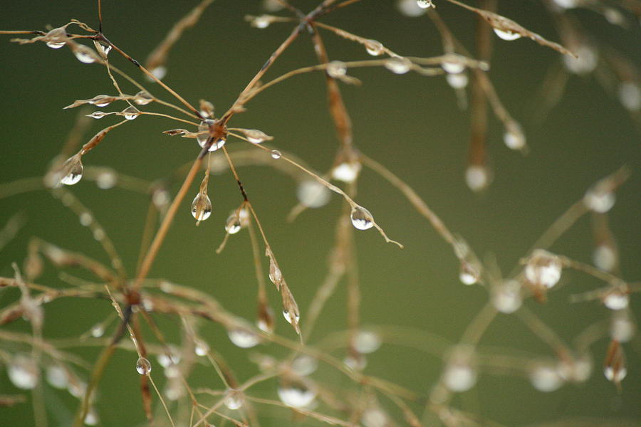 Branches Of Dew Photograph