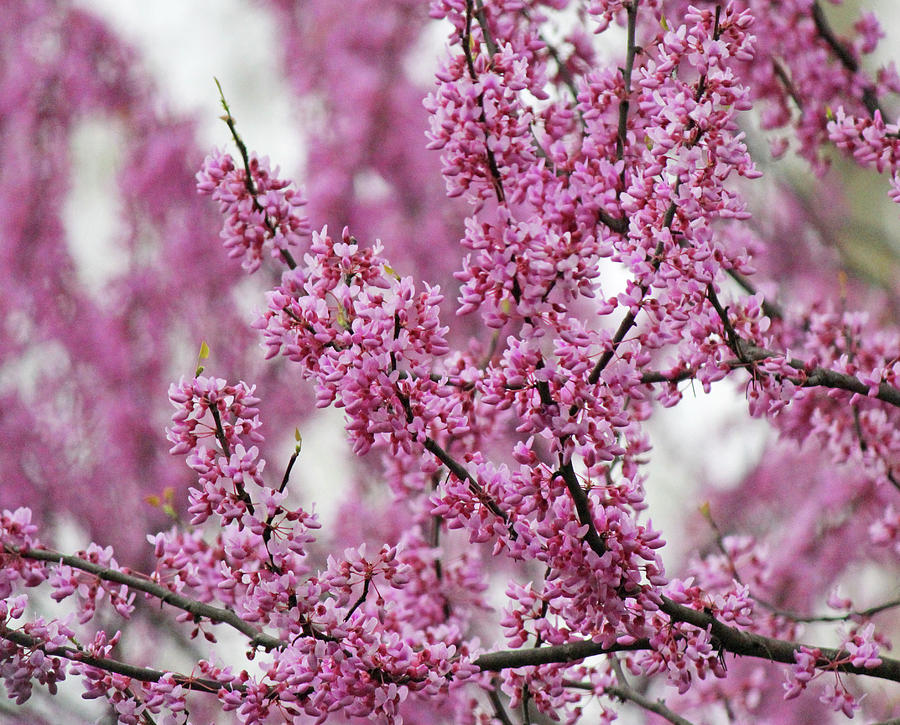 Spring Photograph - Branches of pink blossoms by Becky Lodes