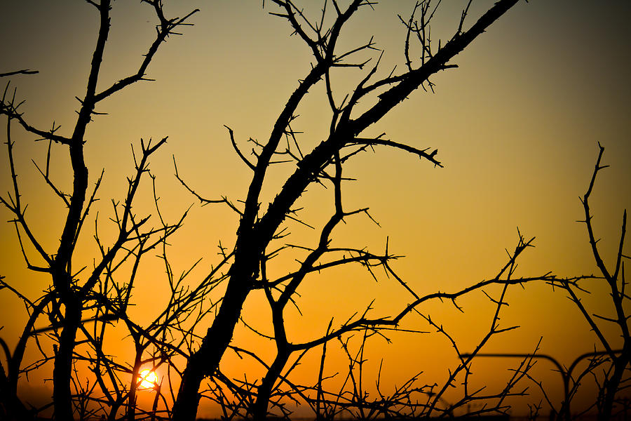 Branches Reaching the Sunset Photograph by Anthony Doudt