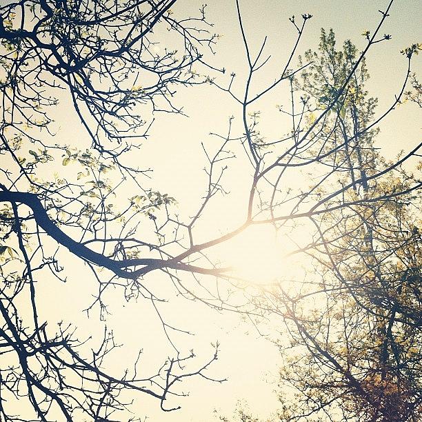 Nature Photograph - #branches #sun #outdoors #nature by Jenna Luehrsen