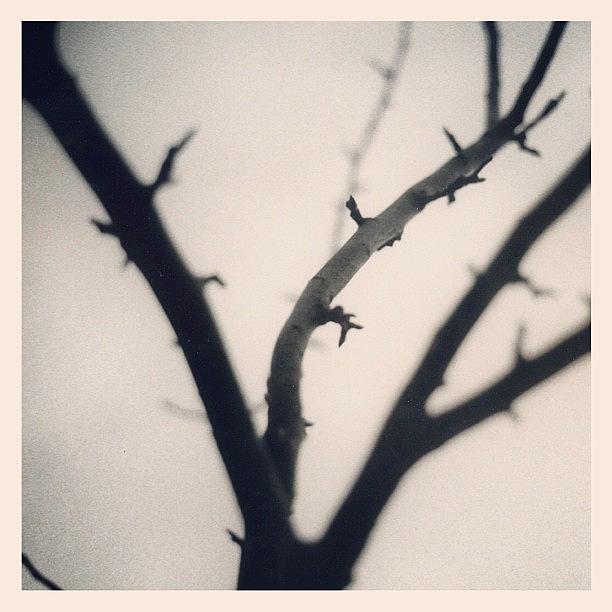 Black And White Photograph - Branches by Tom Crask