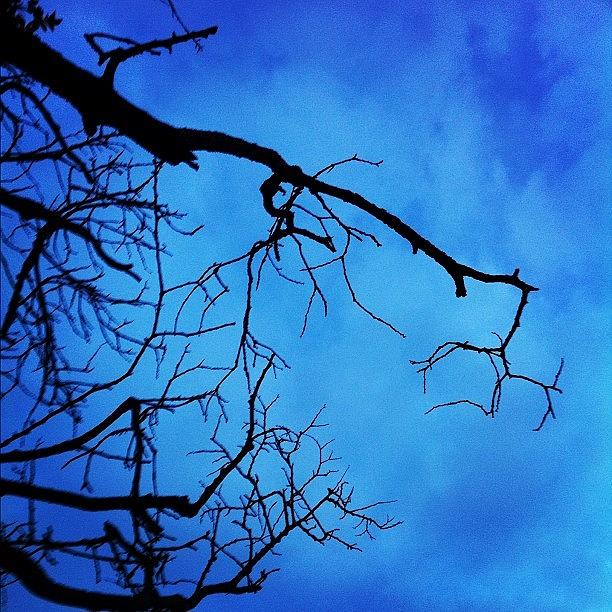Nature Photograph - #branches #tree #evening #nature #scary by Christine Cherry