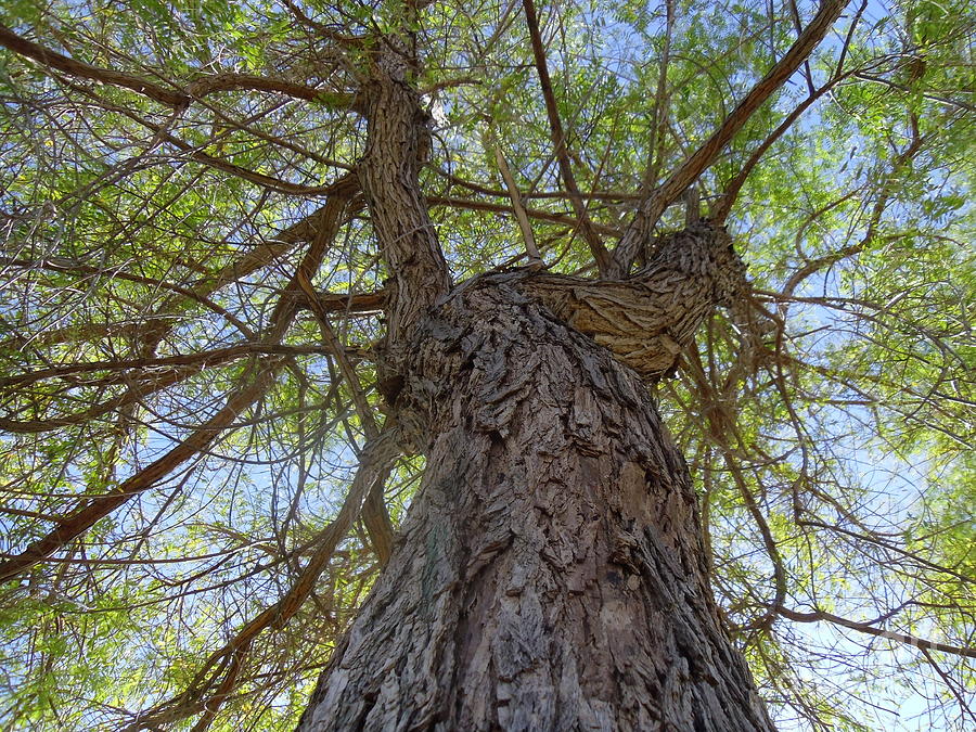 Branching Out Photograph by Browne and Huettner Fine Art - Fine Art America