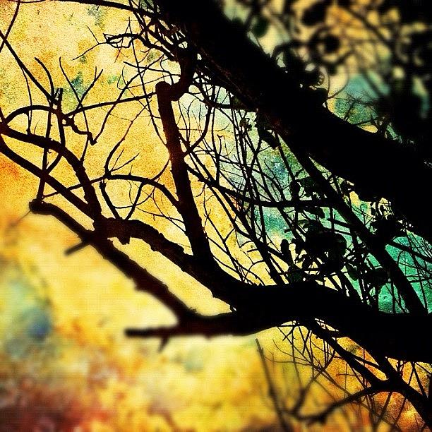 Instagram Photograph - Branching Out To The Heavens #instagram by Abid Saeed