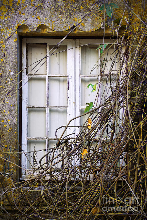 Branchy Window Photograph by Carlos Caetano