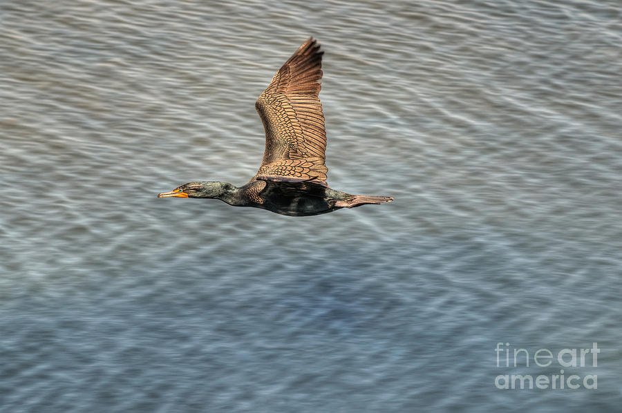 Brandts Cormorant In Flight Photograph by Eddie Yerkish